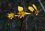 Diuris orientis Wallflower Orchid (Triplet)